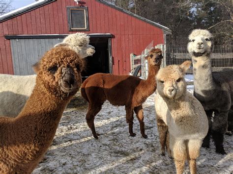 West valley alpacas fb pg albama - Browse a wide selection of Alpacas for sale in WEST, VIRGINIA at LivestockMarket.com, the leading site to buy and sell Alpacas online.